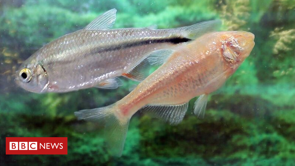 Mexican tetra fish would possibly offer heart repair clues