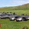 Whale stranding: Another 50 pilot whales die off NZ