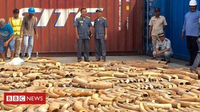Cambodia makes document breaking ivory haul at port