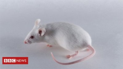 Rodents in Colombia senate send lawmakers scurrying