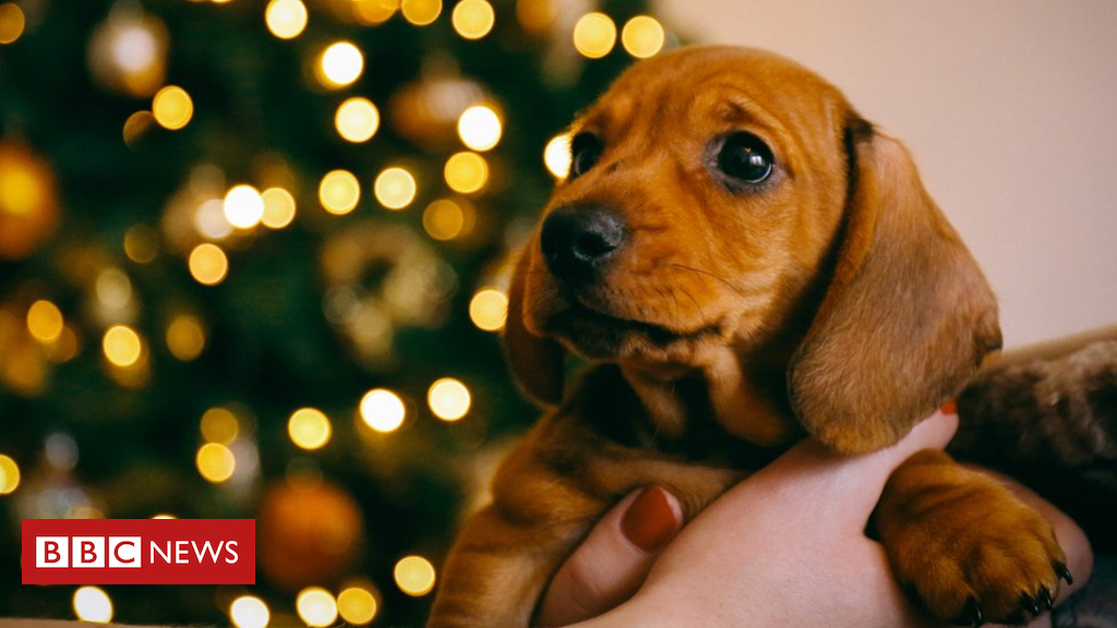 Christmas puppy adoption ban at German shelters