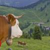 Cowbell dispute rings out in tranquil Bavarian the city