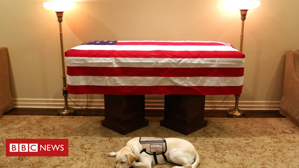George HW Bush's carrier canine Sully can pay touching final tribute