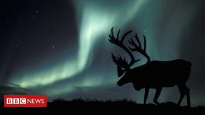 Local Weather amendment: Arctic reindeer numbers crash by half