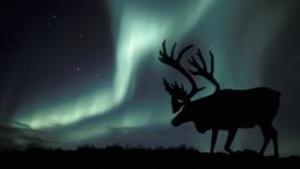 Local Weather amendment: Arctic reindeer numbers crash by half