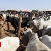 Pretend information and Nigeria's herder drawback