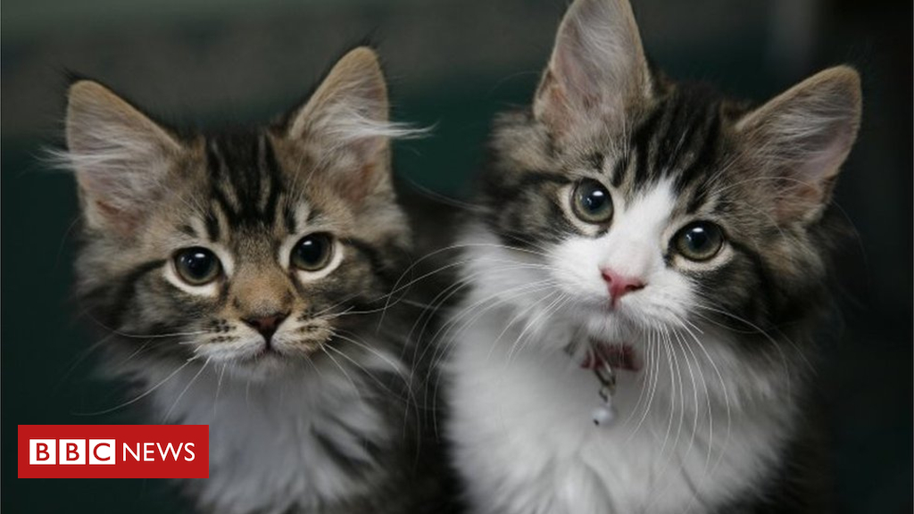Puppy and kitten sales at puppy shops set to be banned