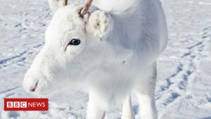 Rare white reindeer calf spotted on digicam in Norway