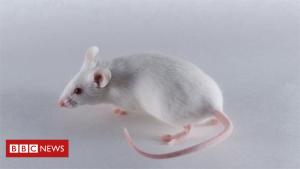 Rodents in Colombia senate send lawmakers scurrying