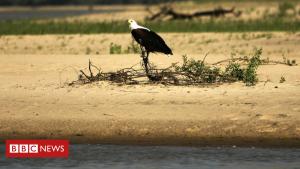 Tanzania dam: Power plant planned in Selous Game Reserve
